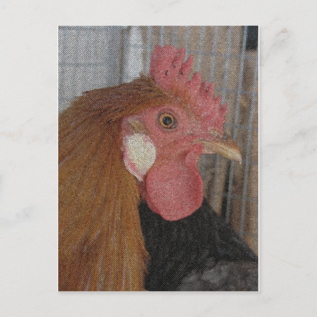Carte Postale Rooster (Devant)
