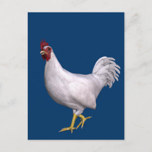 Carte Postale Rooster blanc