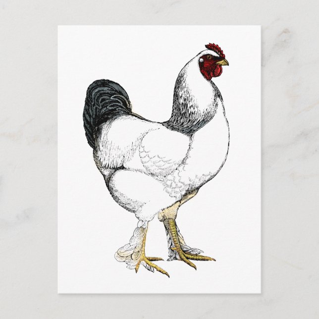 Carte Postale Rooster Brahma clair - Élégant poulet Vintage (Devant)