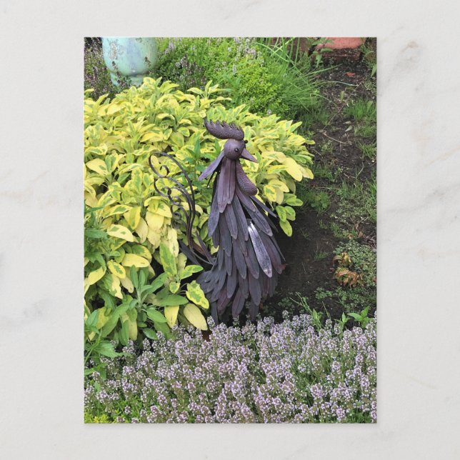 Carte Postale Rooster en métal (Devant)