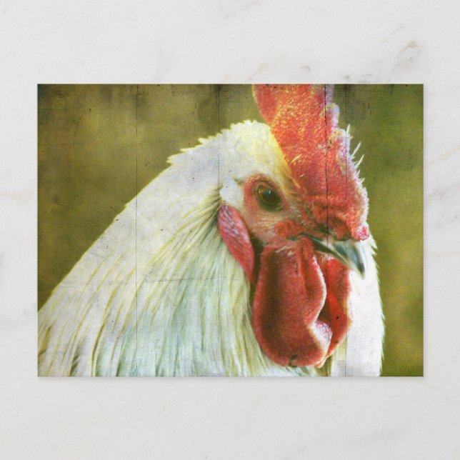 Carte Postale Rooster Grunge (Devant)
