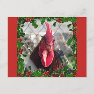 Carte postale Rooster Holly Christmas