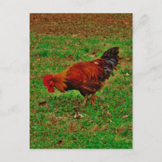 Carte Postale Rooster in the Grass