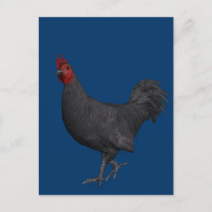 Carte Postale Rooster noir