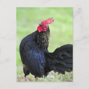 Carte Postale Rooster noir