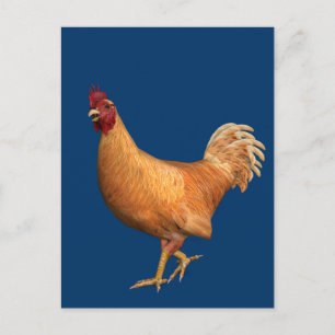 Carte Postale Rooster orange coloré