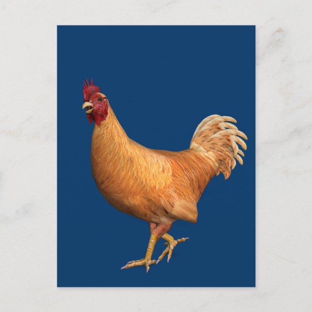 Carte Postale Rooster orange coloré (Devant)