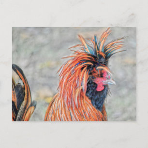 Carte Postale Rooster polonais en crête