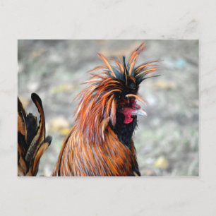 Carte Postale Rooster polonais en crête