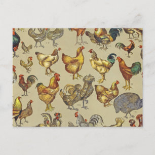 Carte Postale Rooster Poulet de la ferme Pays Animal