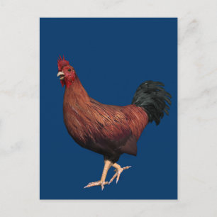 Carte Postale Rooster rouge
