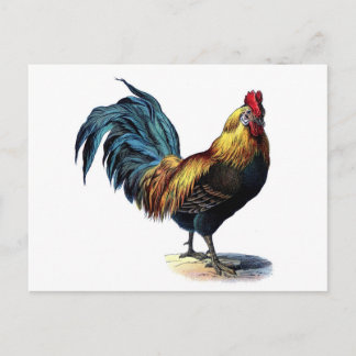Carte Postale Rooster vintage