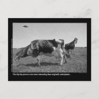 Carte Postale Roostercos Postcard