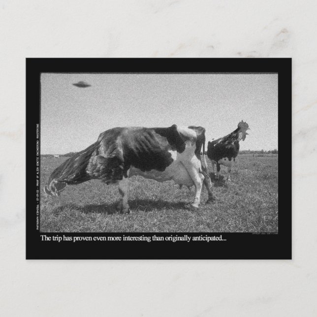 Carte Postale Roostercos Postcard (Devant)