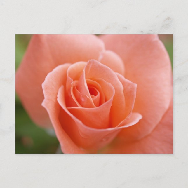 Carte Postale Rosa (Devant)