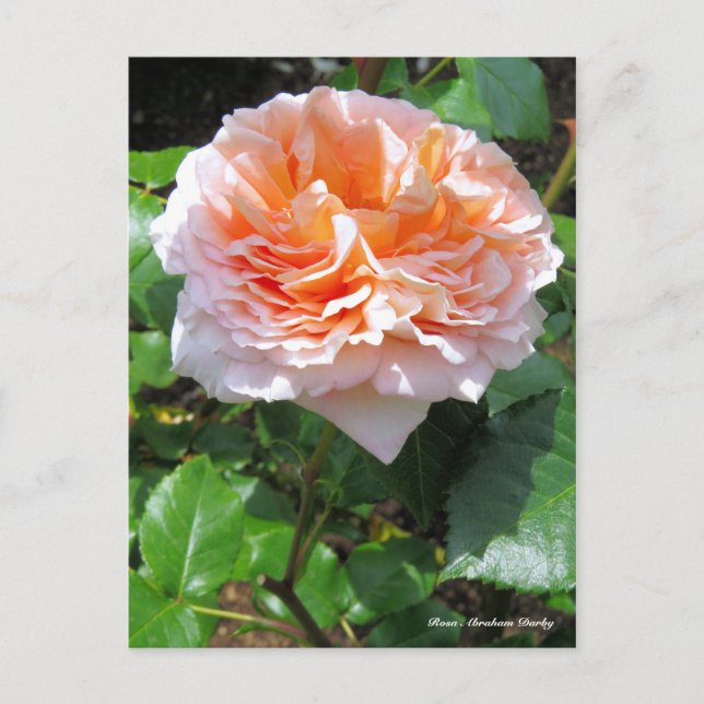 Carte Postale Rosa Abraham Darby [Carte postale] (Devant)