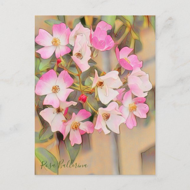 Carte Postale Rosa Ballerina [Postcard] (Devant)