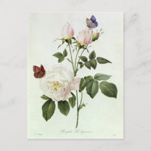 Carte Postale Rosa : Bengale les hymenes