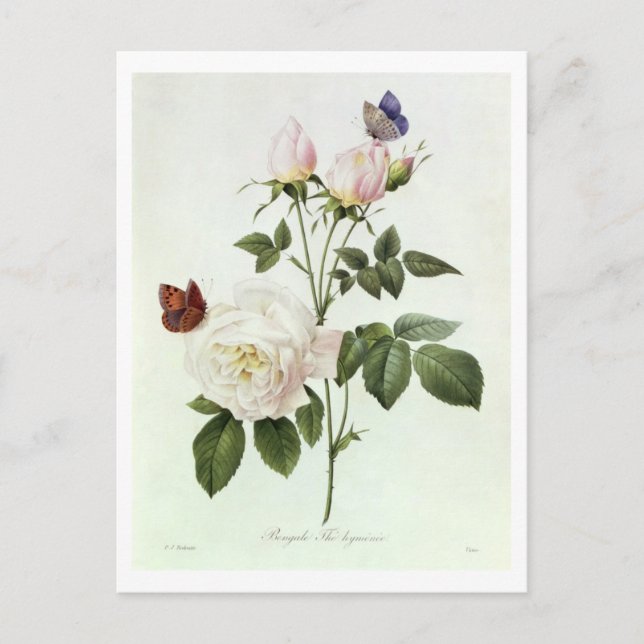 Carte Postale Rosa : Bengale les hymenes, de 'Les Roses (Devant)
