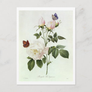 Carte Postale Rosa : Bengale les hymenes, de 'Les Roses