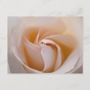 Carte Postale Rosa blanca