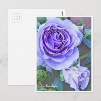 Carte Postale Rosa Blue Bajou