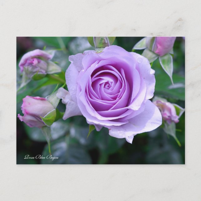 Carte Postale Rosa Blue Bajou [Carte postale] (Devant)