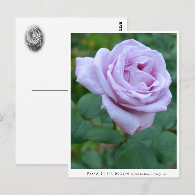 Carte Postale Rosa Blue Moon (Devant / Derrière)