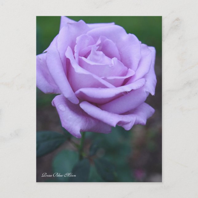 Carte Postale Rosa Blue Moon [Postcard] (Devant)