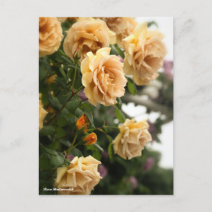 Carte Postale Rosa Butterscotch