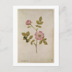 Carte Postale Rosa Canina - Dogrose and Caterpillar (pencil & w/