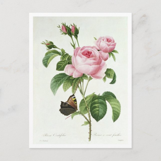 Carte Postale Rosa Centifolia (Devant)