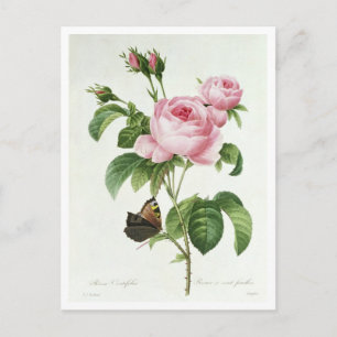 Carte Postale Rosa Centifolia