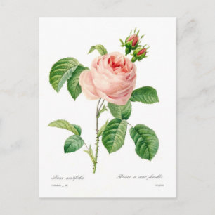 Carte Postale Rosa centifolia