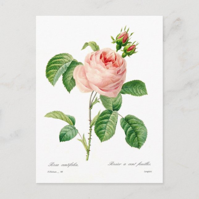 Carte Postale Rosa centifolia (Devant)