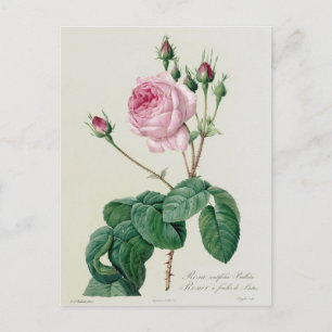 Carte Postale Rosa Centifolia Bullata