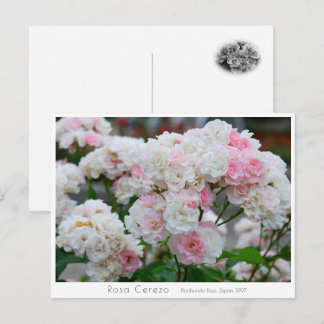 Carte Postale Rosa Cerezo
