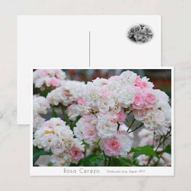 Carte Postale Rosa Cerezo (Devant / Derrière)