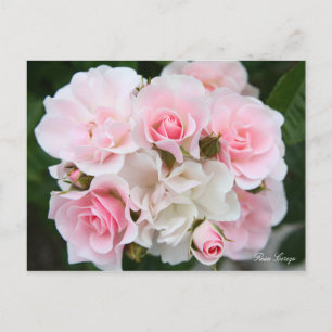 Carte Postale Rosa Cerezo [Carte postale]