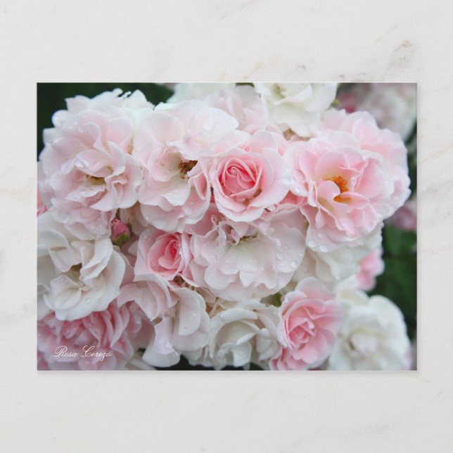 Carte Postale Rosa Cerezo [Carte postale] (Devant)
