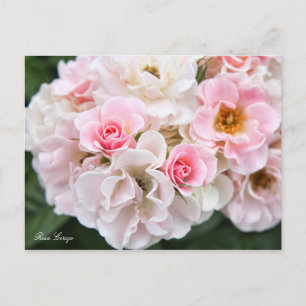 Carte Postale Rosa Cerezo [Carte postale]