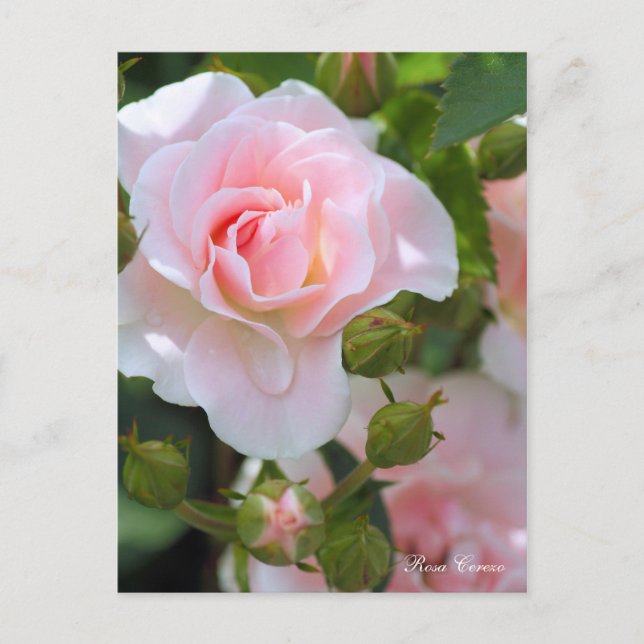 Carte Postale Rosa Cerezo [Carte postale] (Devant)