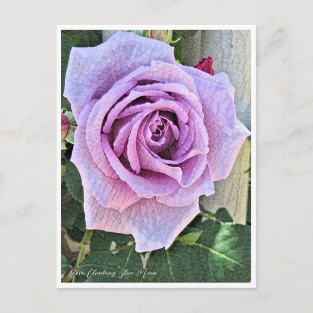 Carte Postale Rosa Climbing Blue Moon (Devant)
