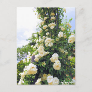 Carte Postale Rosa Climbing Iceberg:Carte postale