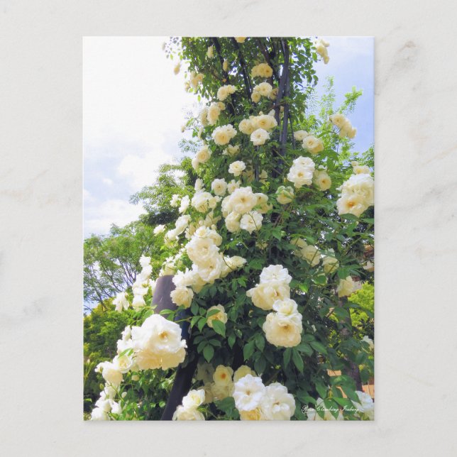Carte Postale Rosa Climbing Iceberg：Carte postale (Devant)