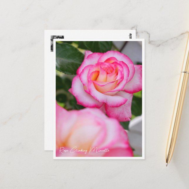 Carte Postale Rosa Climbing Minuette (Devant/Arrière en situation)
