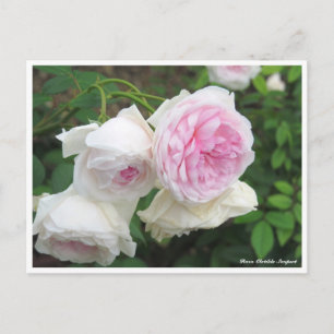 Carte Postale Rosa Clotilde Soupert