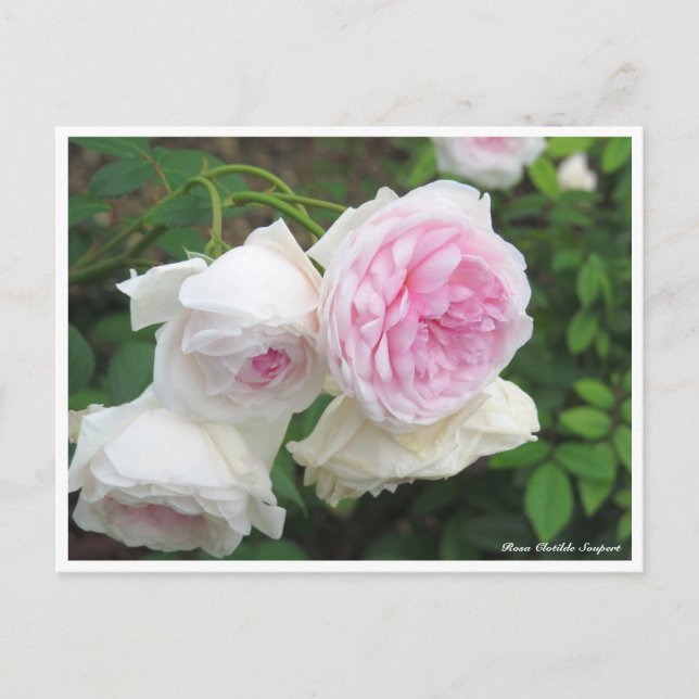 Carte Postale Rosa Clotilde Soupert (Devant)