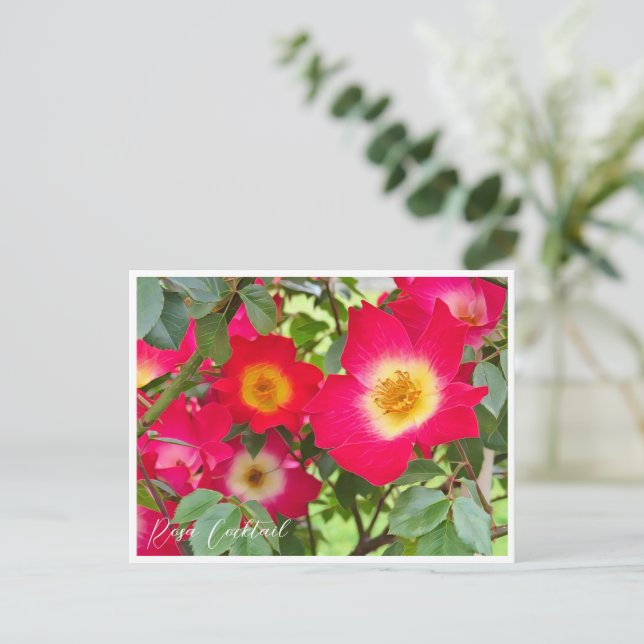 Carte Postale Rosa Cocktail (Debout devant)