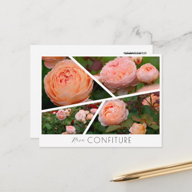 Carte Postale  Rosa Confiture (Devant/Arrière en situation)